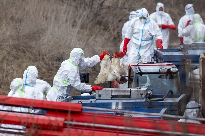 В Китае штамм птичьего гриппа H10N3 впервые в мире передался человеку