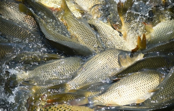 Власти Узбекистана поддержат рыбоводов с беззалоговыми кредитами