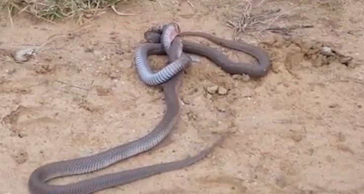 Сеть шокировало видео ожесточенной схватки двух кобр
