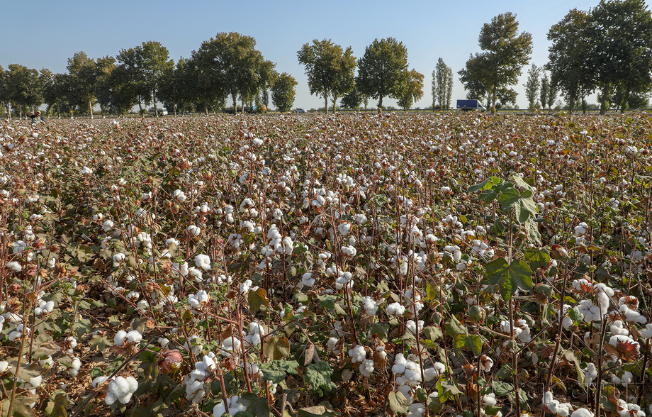 Кейинги йил 4,5 миллион тонна пахта етиштириш мақсад қилинмоқда