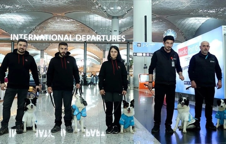Собаки-«терапевты» будут работать в аэропорте Стамбула