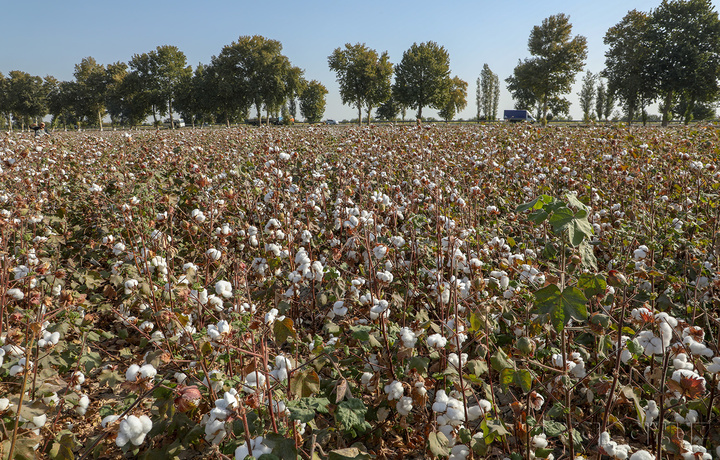 Ҳосилдорликни пахтачиликда 50 центнердан ошириш, ғаллачиликда 100 центнерга етказиш мақсад қилинди