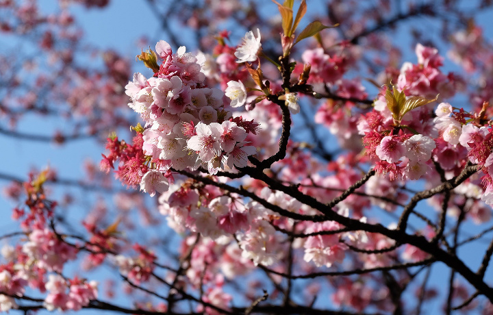 Bahorga aylangan kuz: Yaponiyada sakura gulladi