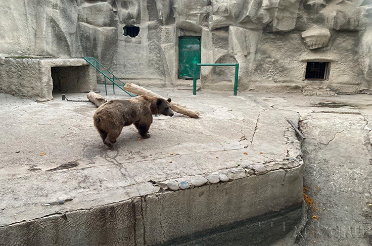 Kichkina anal kaltaklar