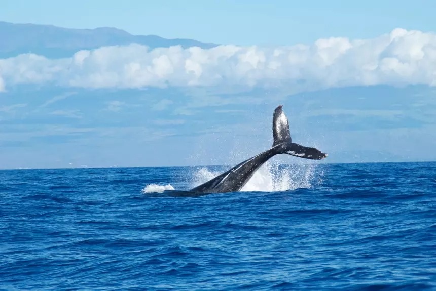 Почему киты стали такими огромными
