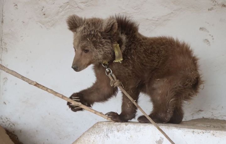 Потерявшегося в Сурхандарье краснокнижного бурого медвежонка передали Ташкентскому зоопарку