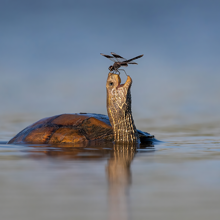 Matkap bilan porno tomosha qiling Kokrak hajmi bilan porno 5