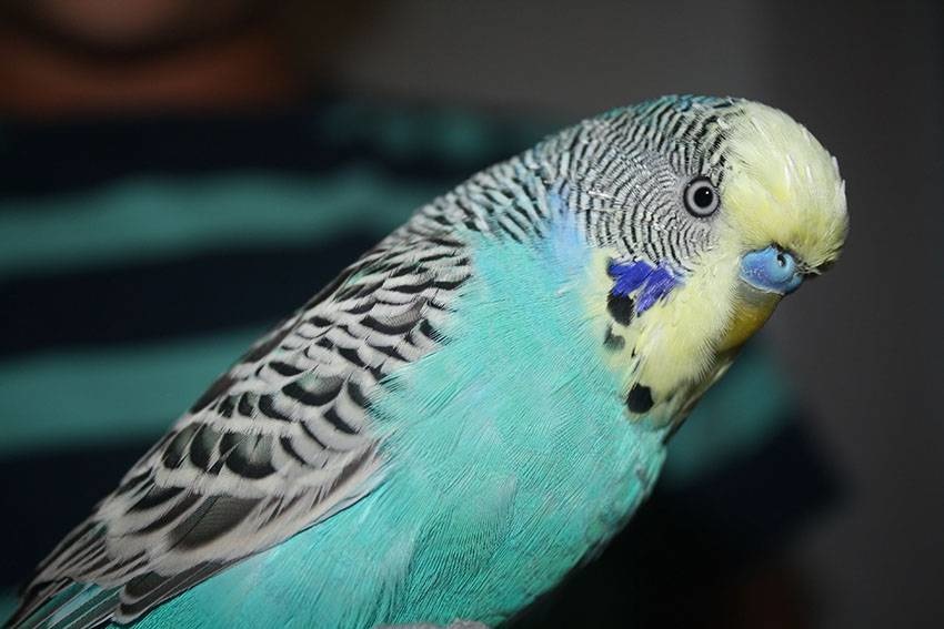Узбекистан стал крупнейшим экспортером попугаев