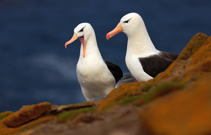 Биологи выяснили, что альбатросы умеют нырять на 19 метров