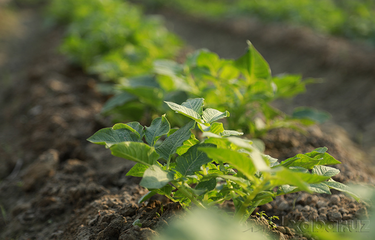 Қишлоқ хўжалиги суғуртаси жамғармаси ташкил этилади