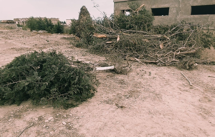 Farg‘onada 3 tup tol va 9 tup archa ildizi bilan qo‘porib tashlandi (foto)