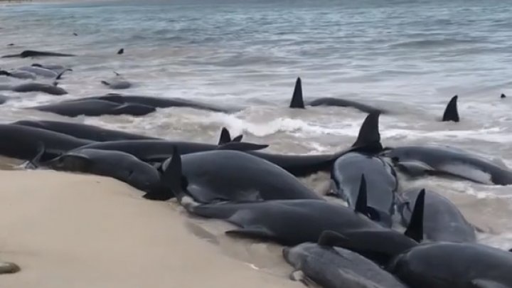 Avstraliya qirg‘oqlarida 150 dan ziyod delfin o‘ligi topildi (video)