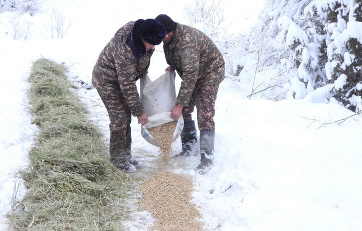 Совуқда қолган ёввойи ҳайвонларга озуқа етказиб берилмоқда