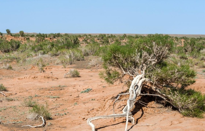 Бухорода саксовулфурушлар аниқланиб маҳкамага тортилди