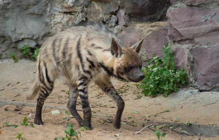 O‘zbekistonda o‘ta noyob jonzot yo‘qolib ketish xavfi ostida