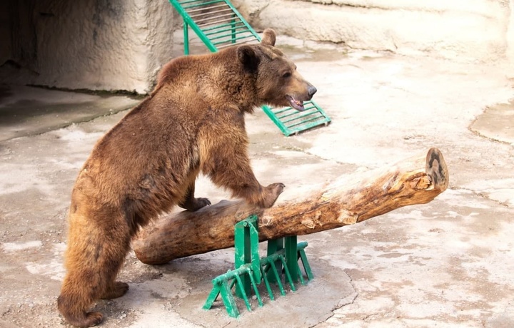 В Ташкентском зоопарке женщина сбросила девочку в вольер к бурому медведю