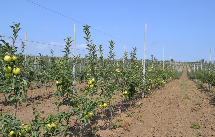 Интенсив боғ ташкил қилиш учун имтиёзли кредит берилади