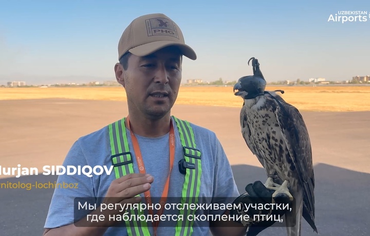 В аэропортах Узбекистана для обеспечения безопасности используются соколы
