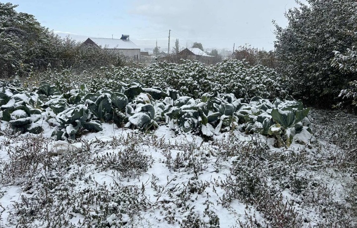 Qishloq xo‘jaligi ekinlarini sovuqdan qanday himoyalash mumkin?