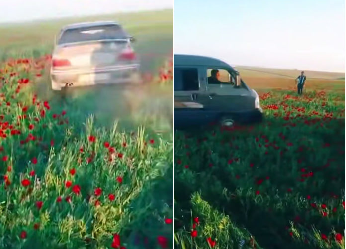 Қашқадарёда қизғалдоқзорни пайҳон қилганлар жаримага тортилди