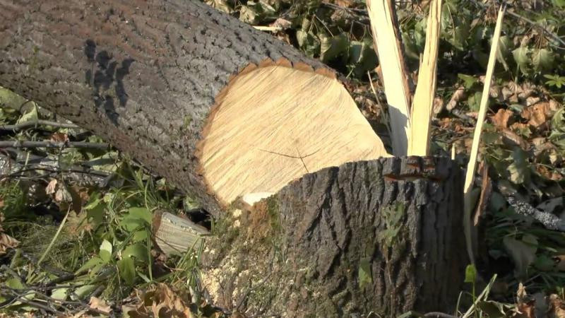 Бош прокуратура Оқтошдаги ҳодиса юзасидан жиноят иши очди