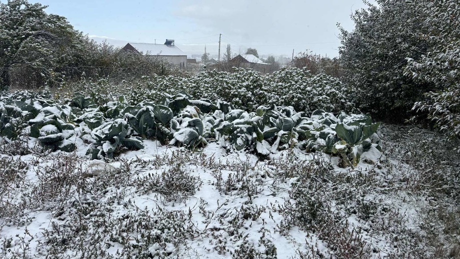 Қишлоқ хўжалиги экинларини совуқдан қандай ҳимоялаш мумкин?