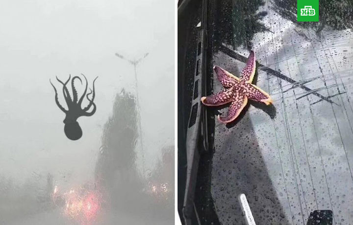 Хитойда ёмғир ўрнига саккизоёқ ёғди