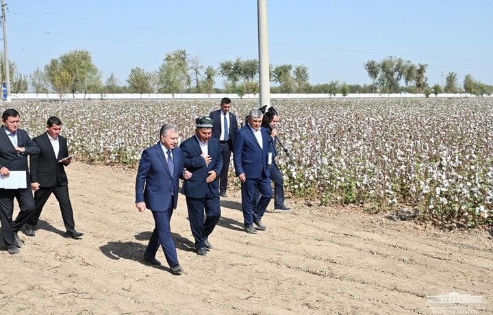 Президент посетил хлопковые поля в Сырдарье (фото)