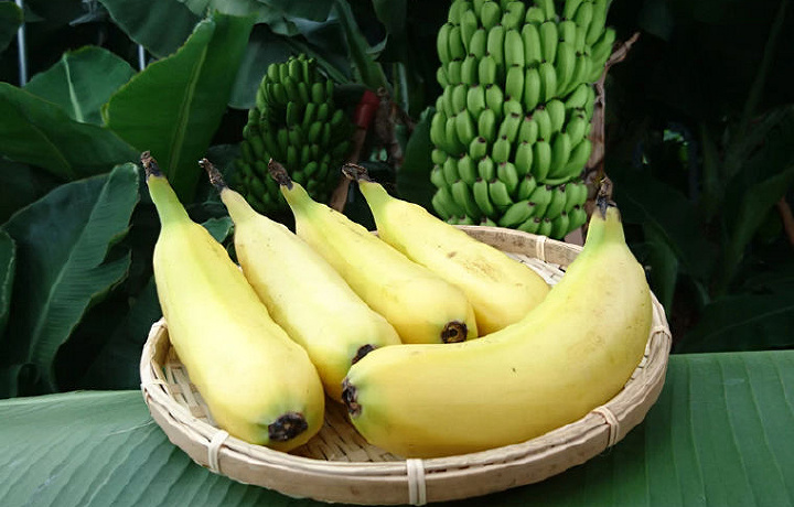 Po‘stlog‘i bilan yeyiladigan banan yetishtirildi