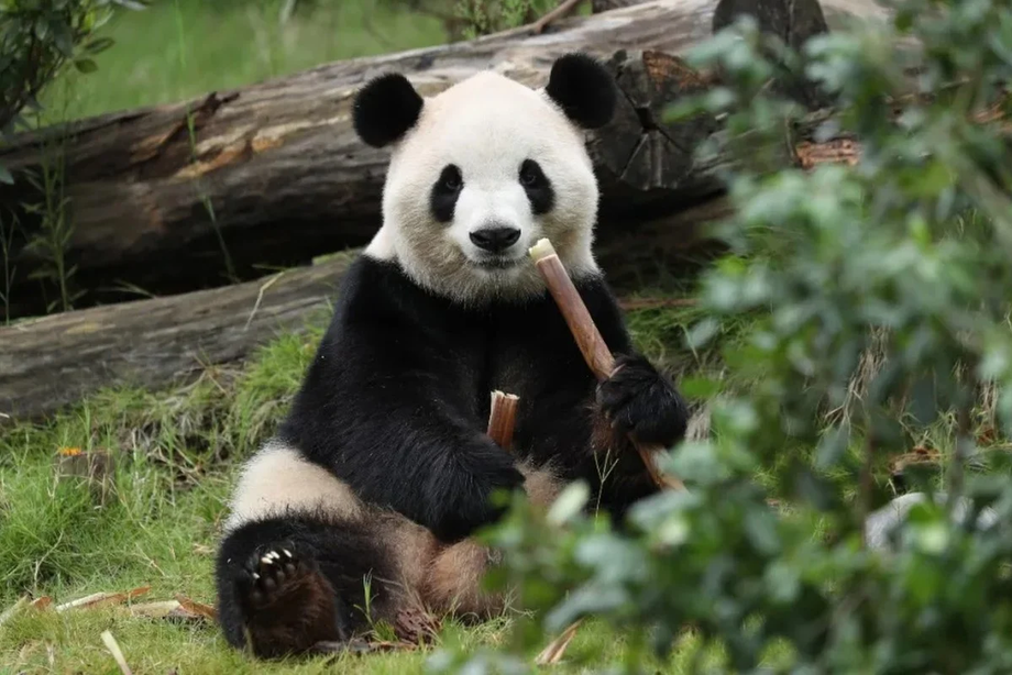«Panda-diplomatiya»: Xitoy Trampga sovg‘a hozirlamoqda