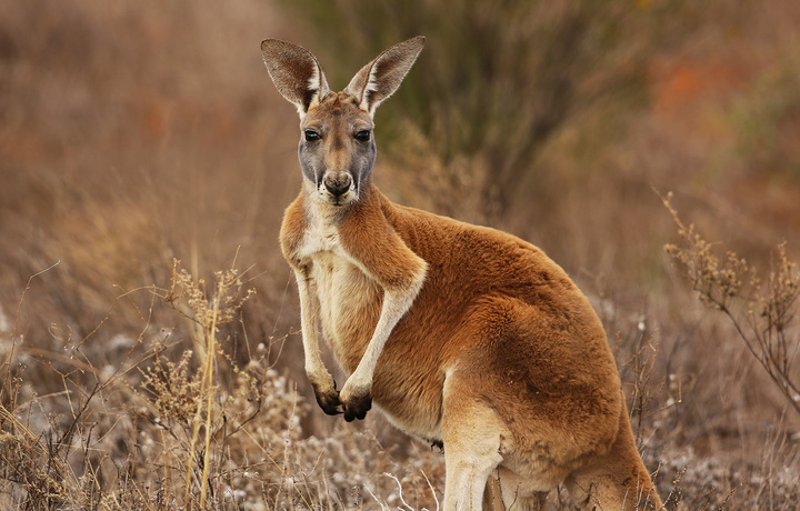 Avstraliyada qariyb 100 yil ichida kenguru odamni o‘ldirdi