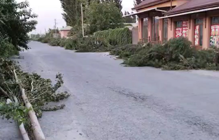 Farg‘onada ko‘p yillik daraxtlar ayovsiz kesib tashlandi