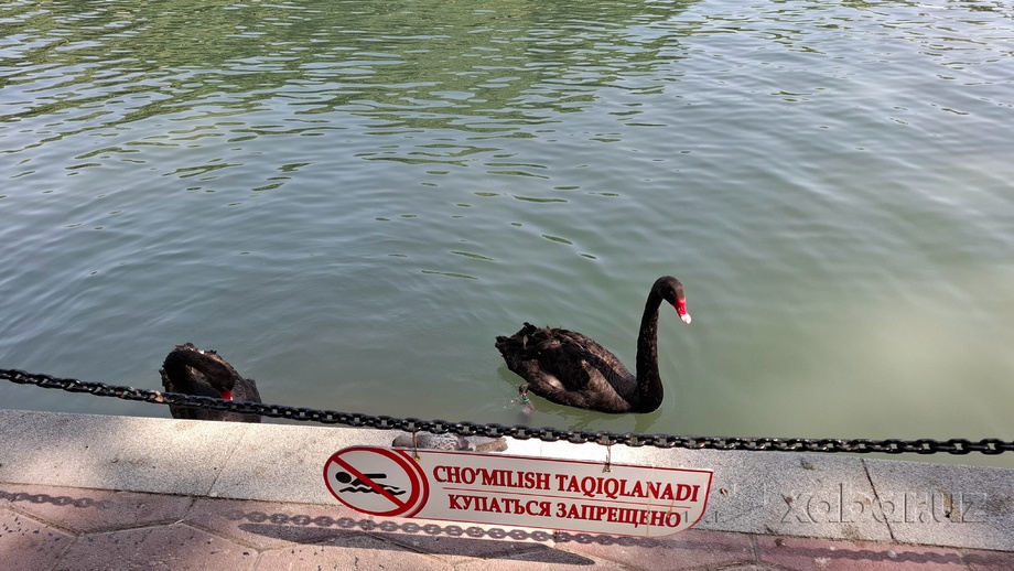 В Узбекистане могут начать штрафовать за купание в запрещённых местах