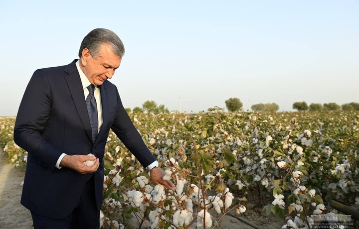 Shavkat Mirziyoyev g‘o‘zani tomchilatib sug‘orish texnologiyasini ko‘zdan kechirdi (foto)