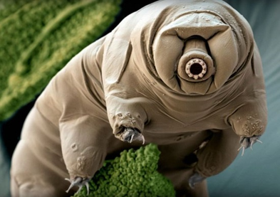 Yigit koz tashladi va porno videoga tushdi