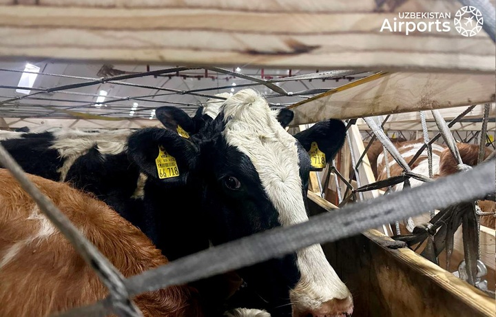 В Ташкент из Бельгии доставлен породистый скот весом 93 тонны (видео)
