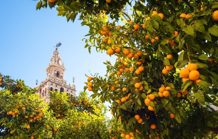 Ispaniyada apelsindan elektr energiya olinmoqda