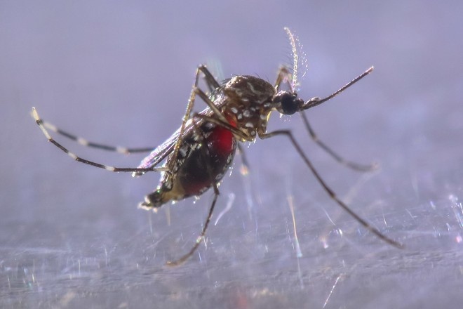 СМИ: женщина из Нидерландов заразилась лихорадкой денге во Франции