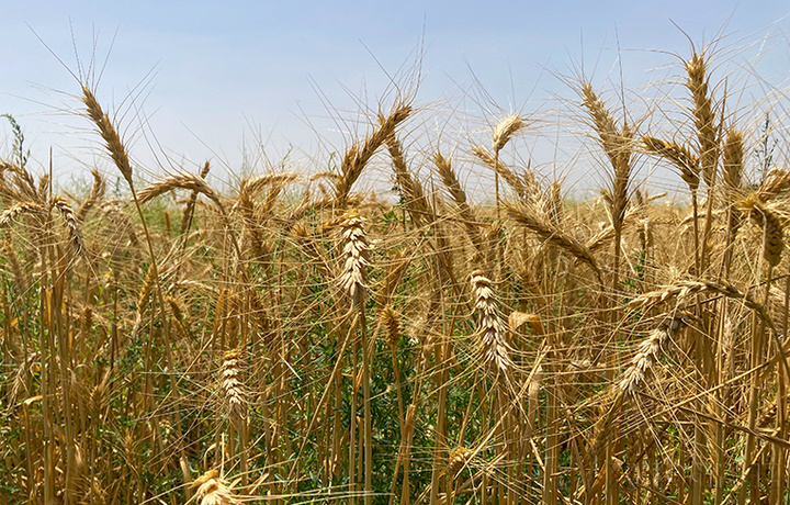 Узбекистан резко увеличил импорт пшеничной муки
