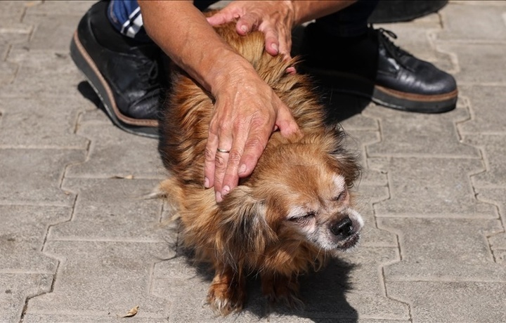 В Греции решают проблему бездомных животных