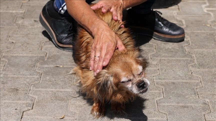 В Греции решают проблему бездомных животных