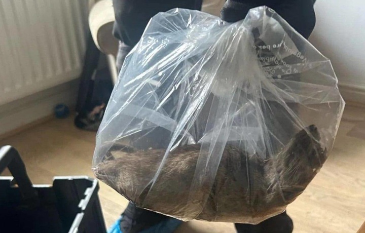 Britaniya tarixidagi eng katta kalamush tutildi