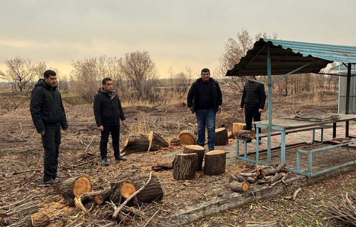 Вблизи Ташморя незаконно вырублено 24 дерева