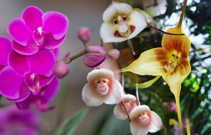 Маймун юзли орхидея ҳақида нималарни биласиз?