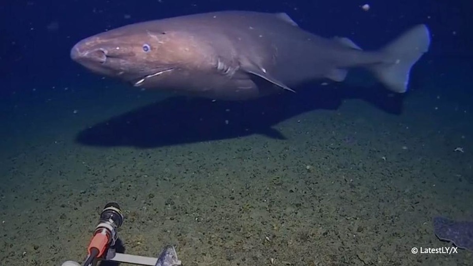 «У ерда акулага дуч келишимизни кутмагандик...»