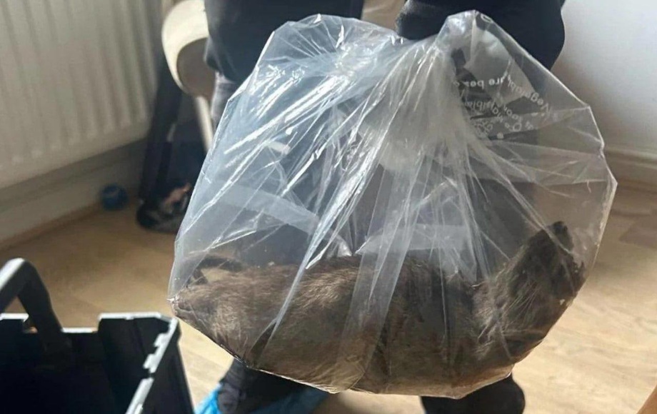 В Великобритании поймали самую большую в стране крысу