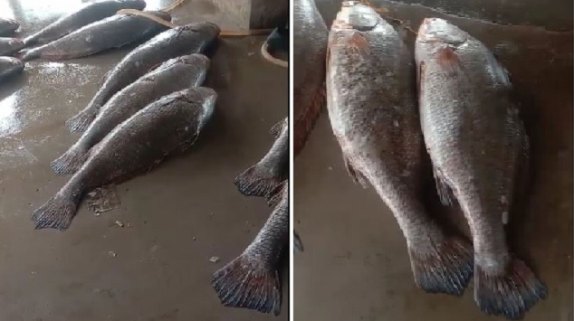 Hindistonlik baliqchi bir kunda boyib ketdi