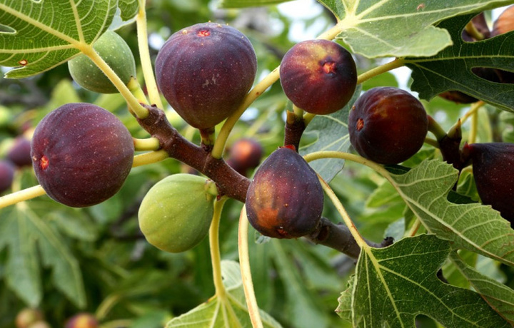 Ovqat hazm qilish jarayonini yaxshilaydigan foydali meva