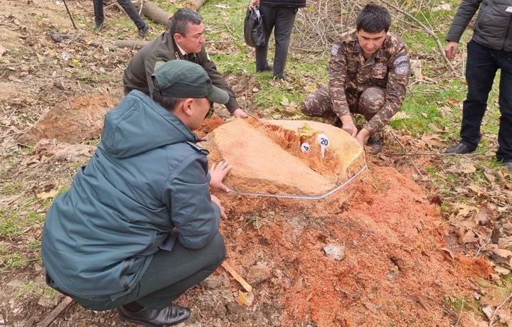 Toshkent shahrida 16 tup daraxtlar tag tomiri bilan kesib tashlangani aniqlandi