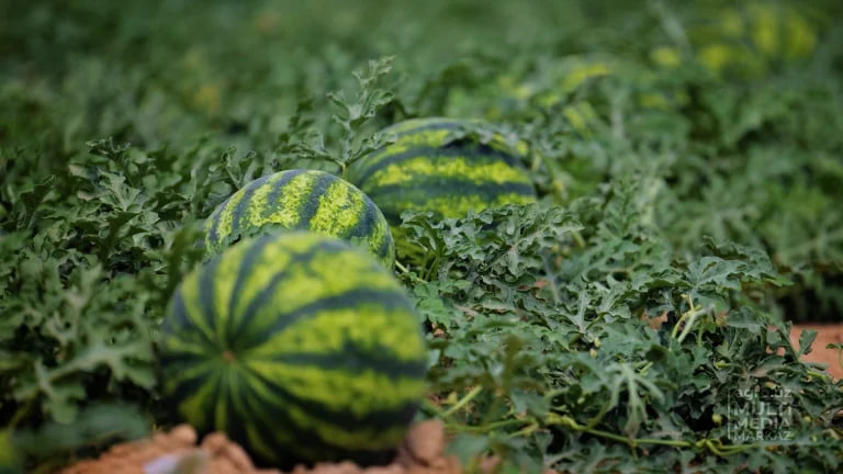 O‘zbekiston va Markaziy Osiyoda tarvuz narxi rekord darajada arzonlayapti – EastFruit